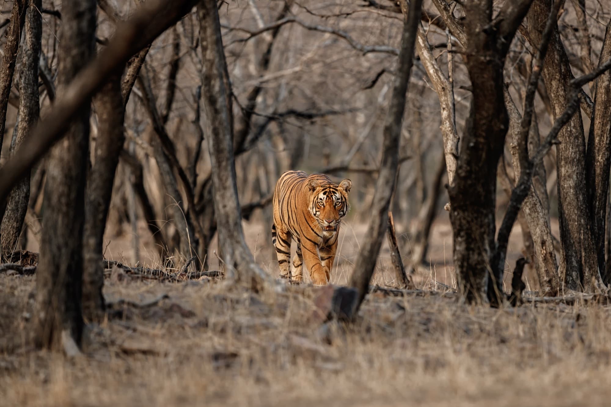 Adventure & Wildlife